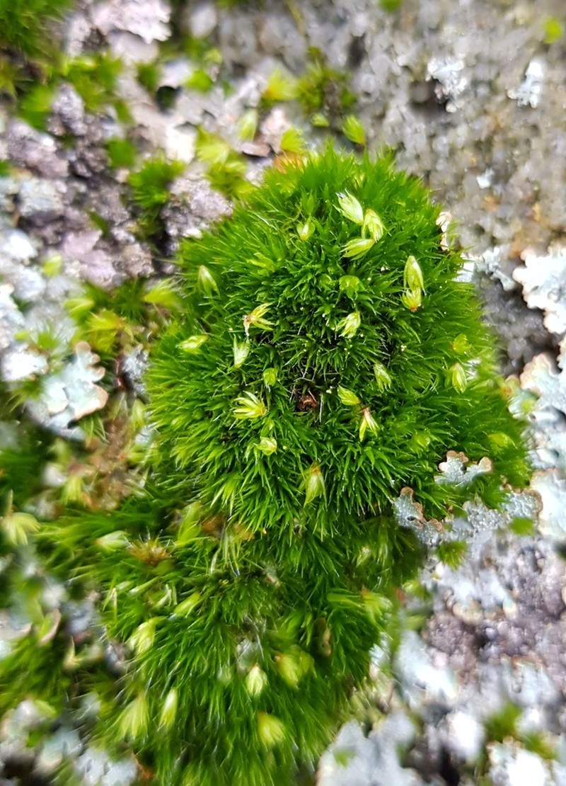 Campylopus Moss photo 3