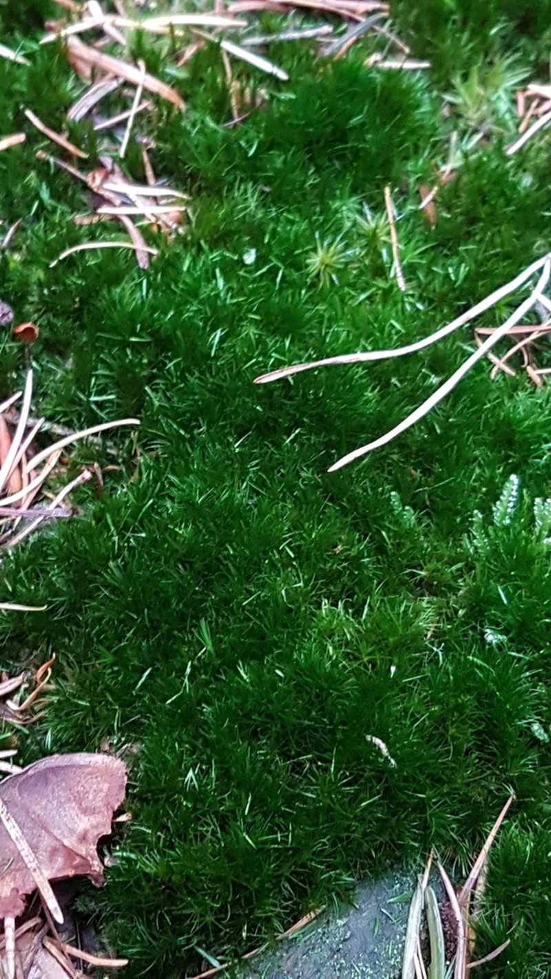 Campylopus Moss photo 4