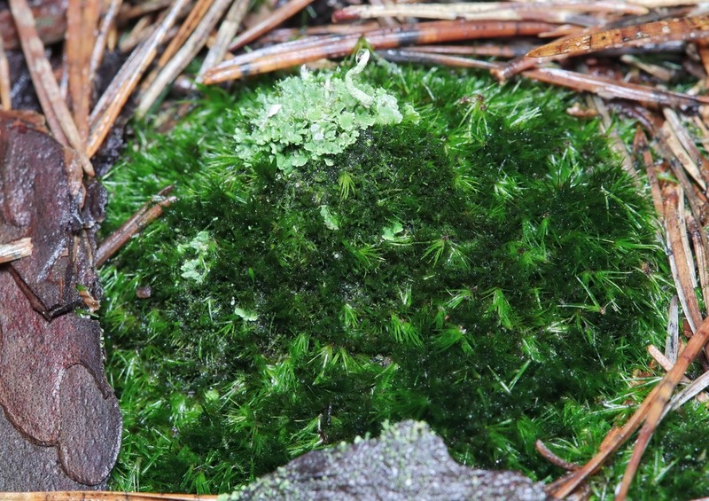 Campylopus Moss photo 5