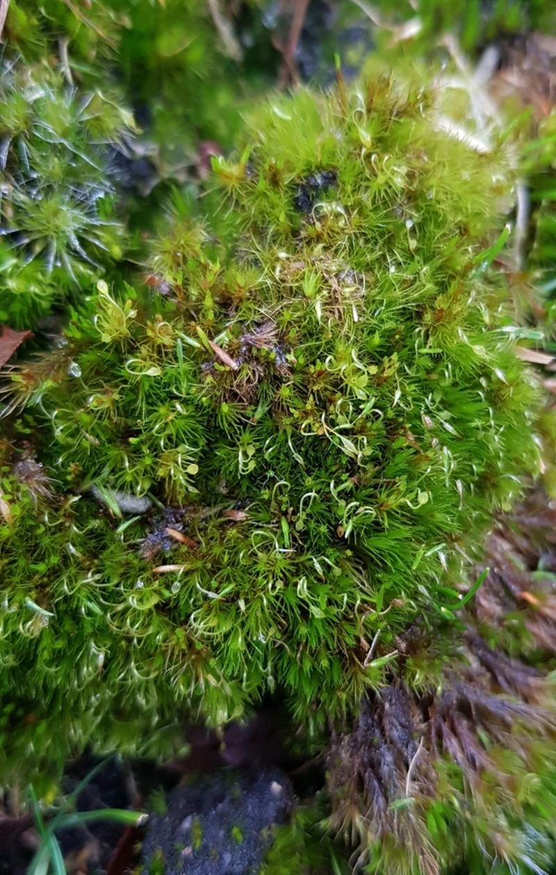 Campylopus Moss photo 6