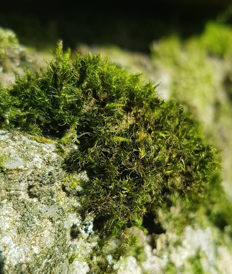 Campylopus Moss photo 7