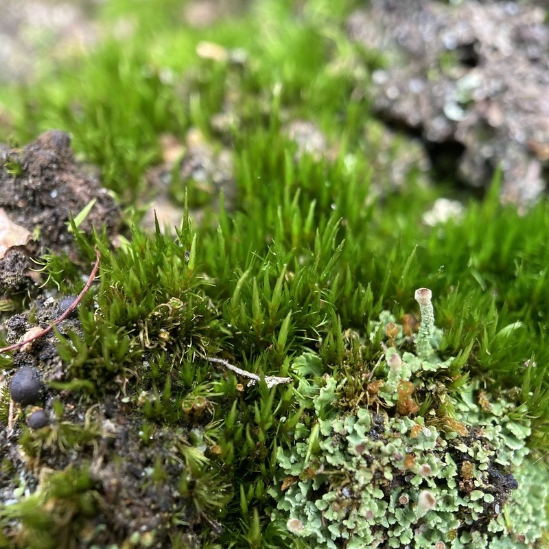 Campylopus Moss photo 8