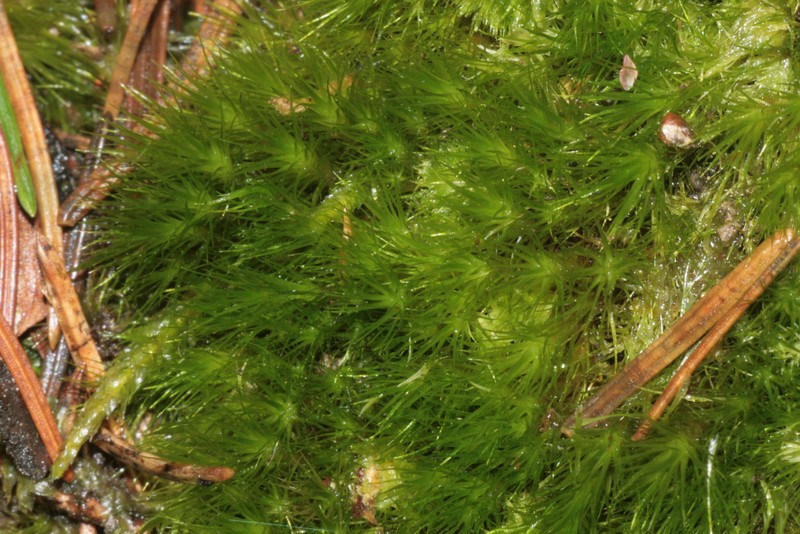 Fragile Campylopus Moss
