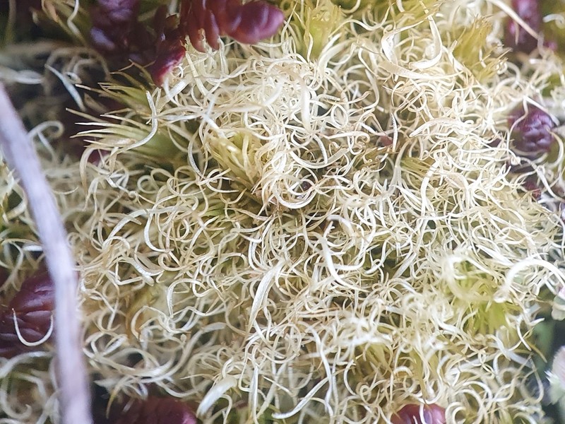 Fragile Campylopus Moss