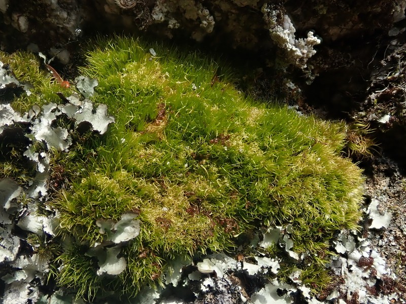 Fragile Campylopus Moss photo 2