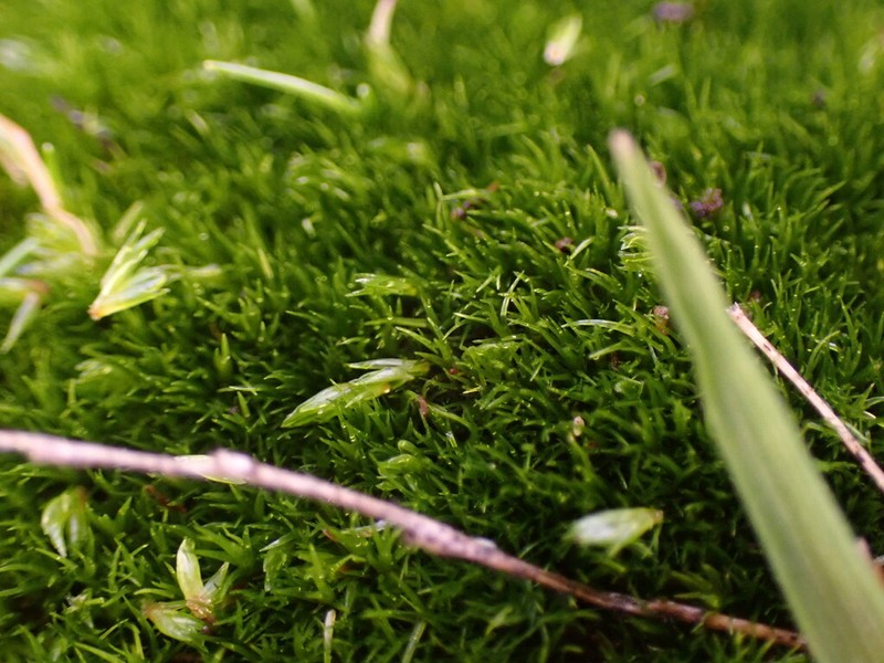 Fragile Campylopus Moss photo 3