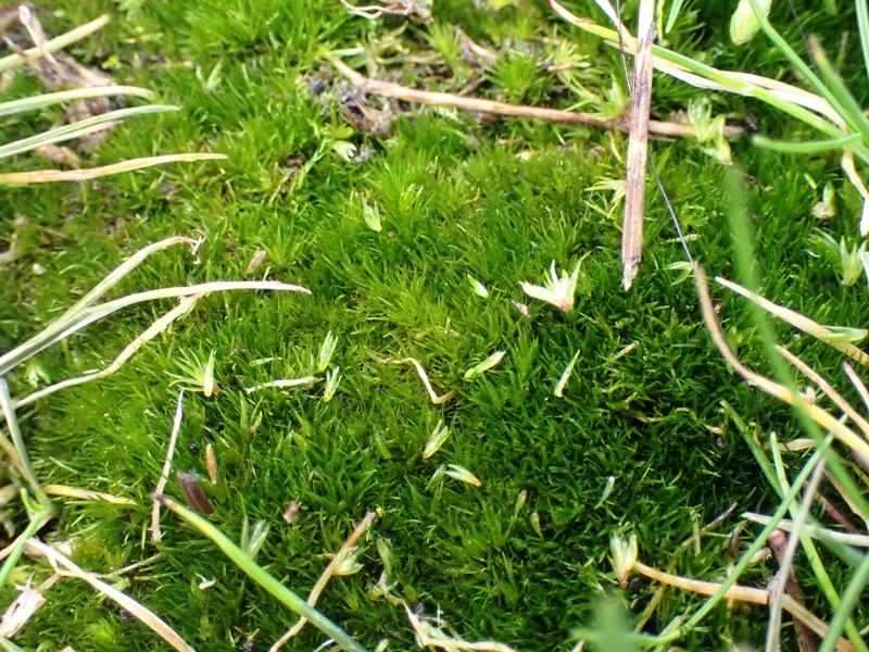 Fragile Campylopus Moss photo 4