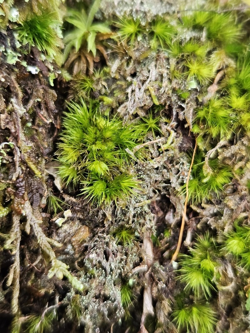 Fragile Campylopus Moss photo 5