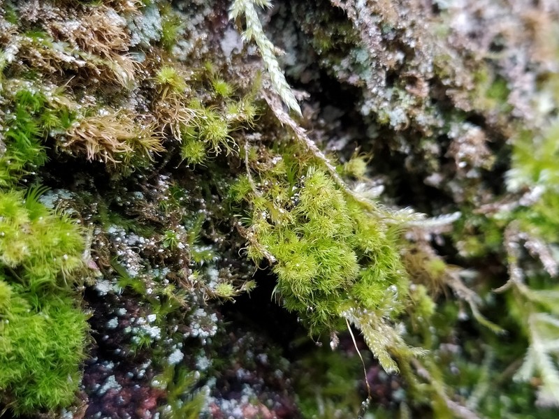 Fragile Campylopus Moss photo 6
