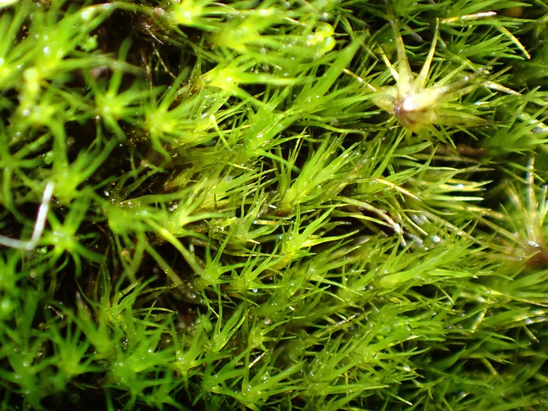 Fragile Campylopus Moss photo 7
