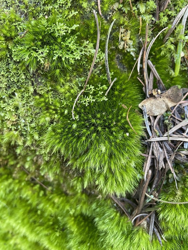 Fragile Campylopus Moss photo 8