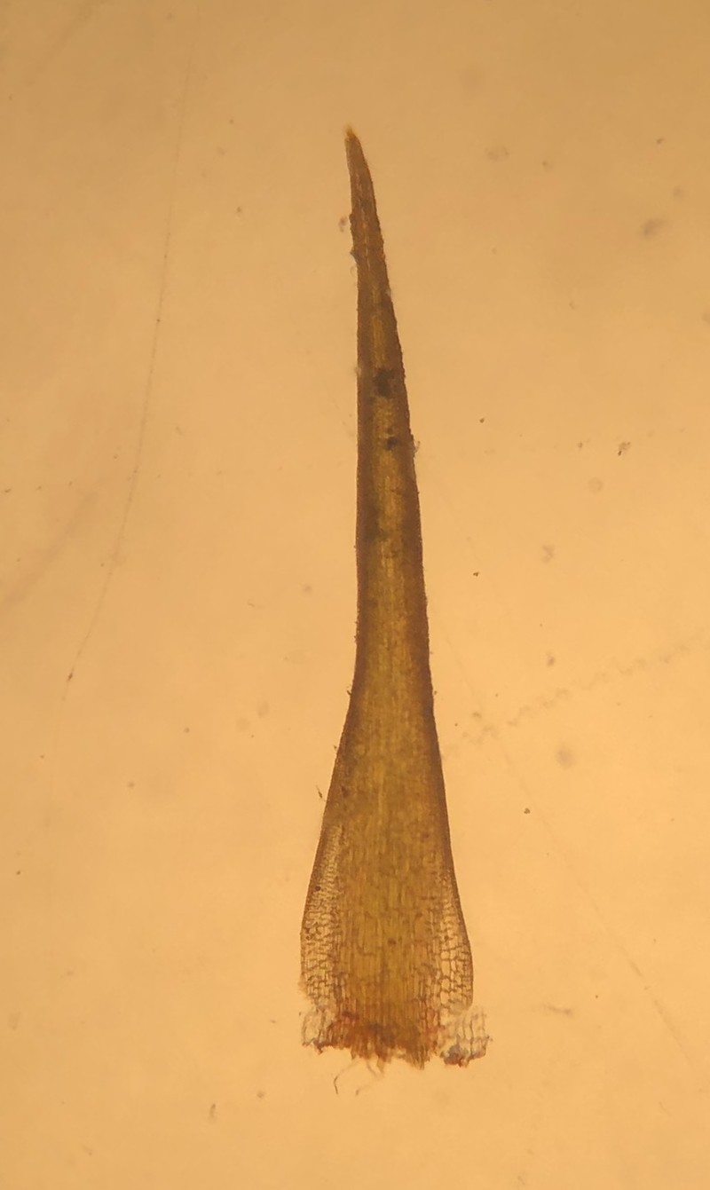 Oersted's Campylopus Moss