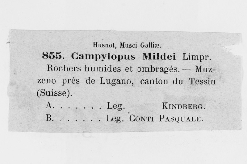 Oersted's Campylopus Moss photo 4