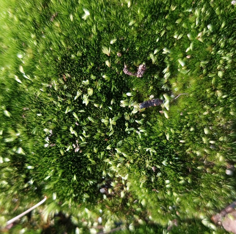 Paradox Campylopus Moss