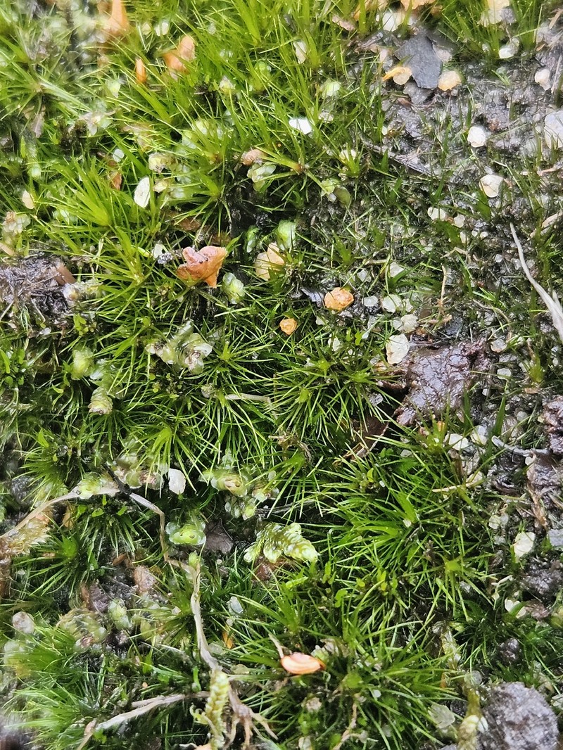 Paradox Campylopus Moss photo 2