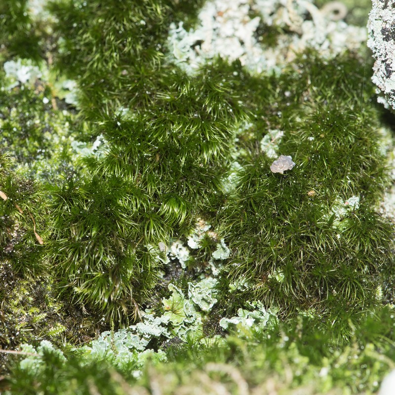 Paradox Campylopus Moss photo 3