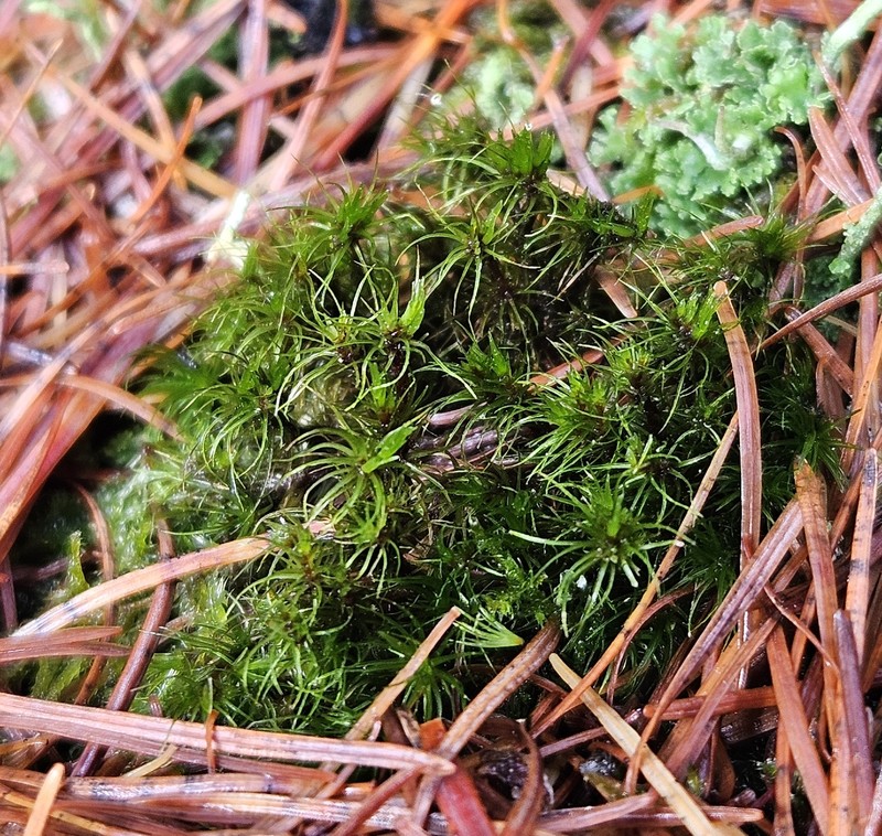 Paradox Campylopus Moss photo 4