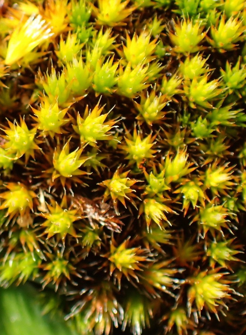 Campylopus Moss