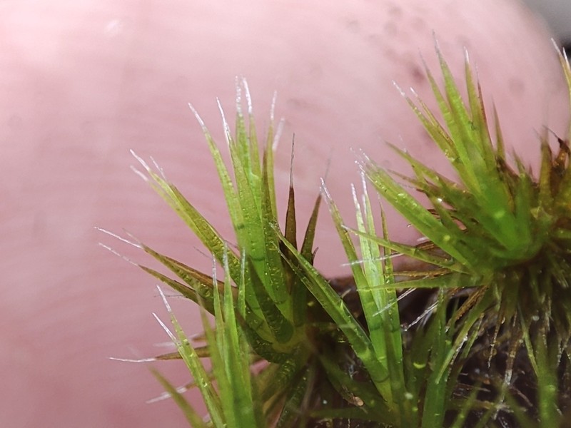 Campylopus Moss photo 2