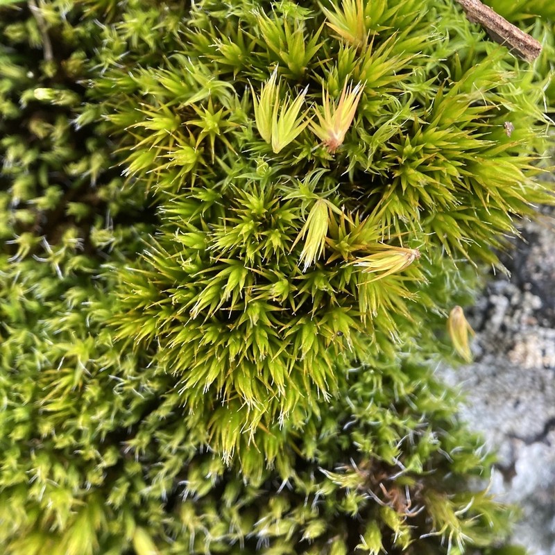Campylopus Moss photo 3