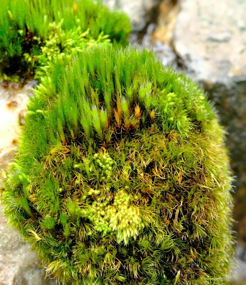 Campylopus Moss photo 4