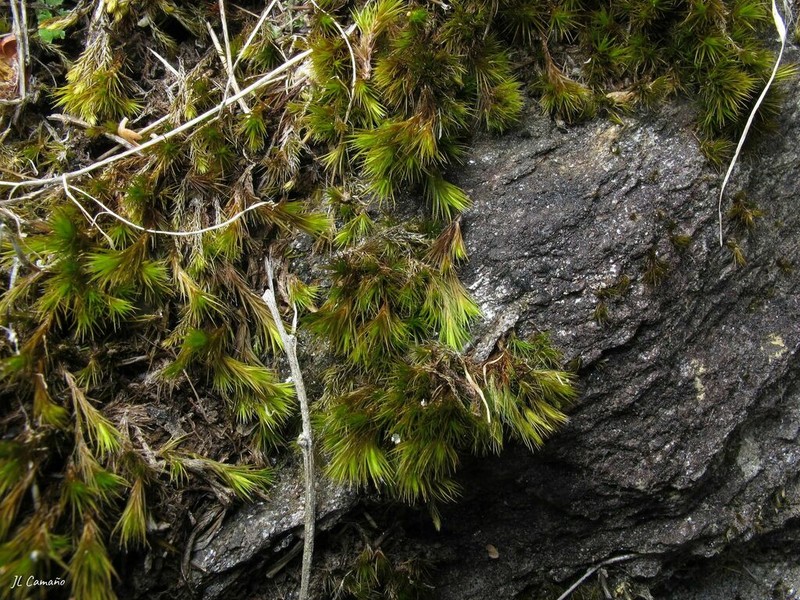Campylopus Moss photo 5