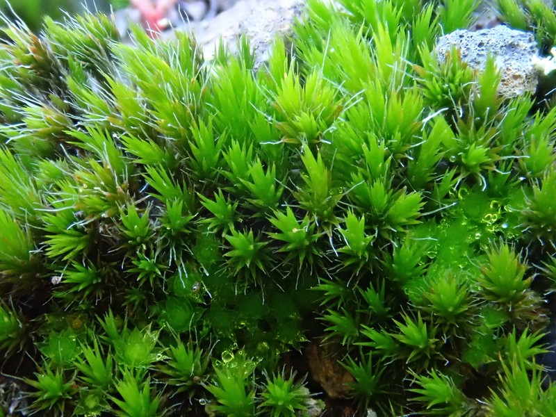 Campylopus Moss photo 6