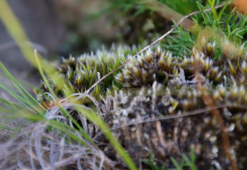 Campylopus Moss photo 7