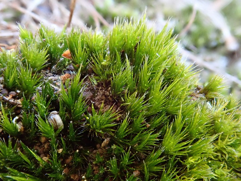 Campylopus Moss photo 8
