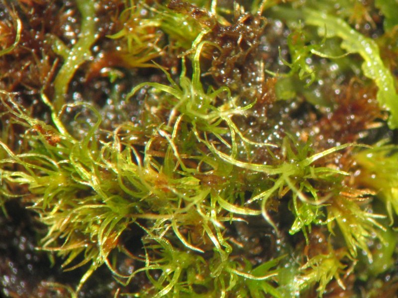 Campylopus Moss