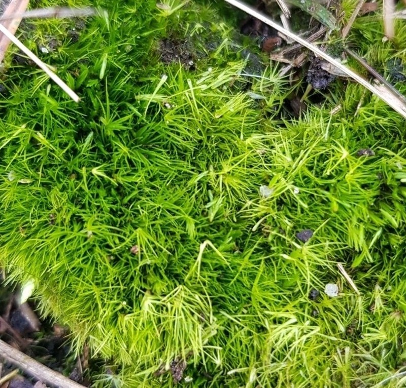 Campylopus Moss photo 2
