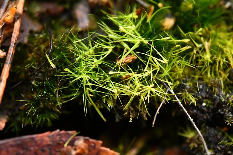 Campylopus Moss photo 3