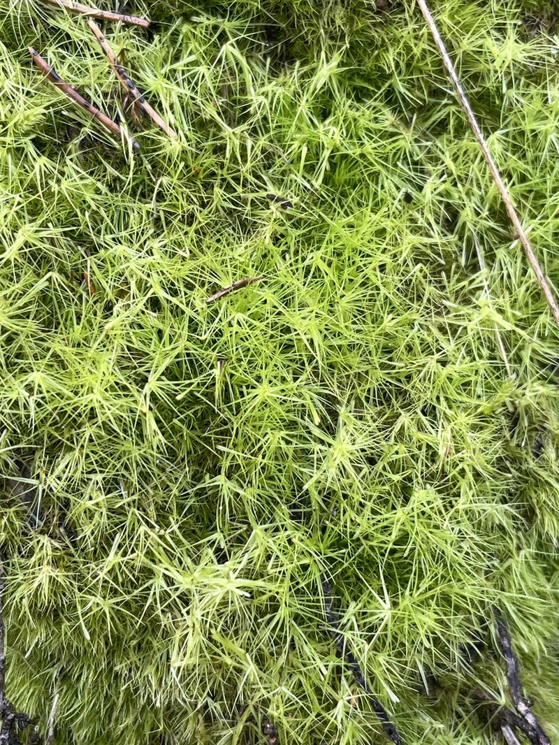 Campylopus Moss photo 4