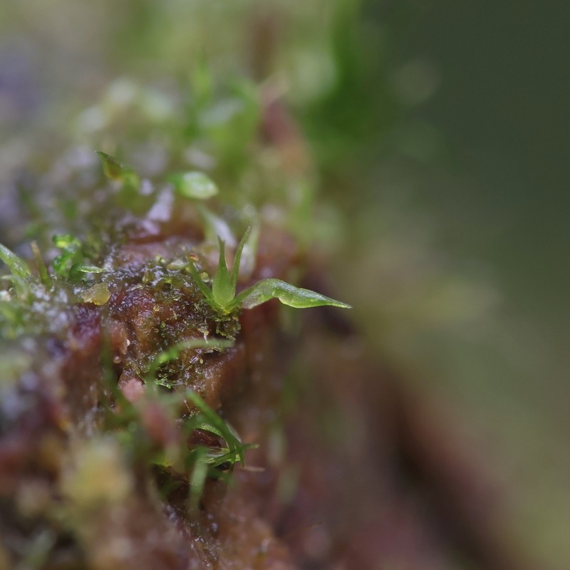 Campylopus Moss photo 5