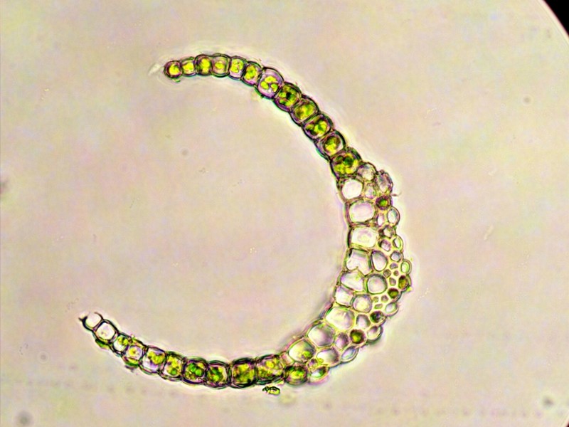 Campylopus Moss photo 6