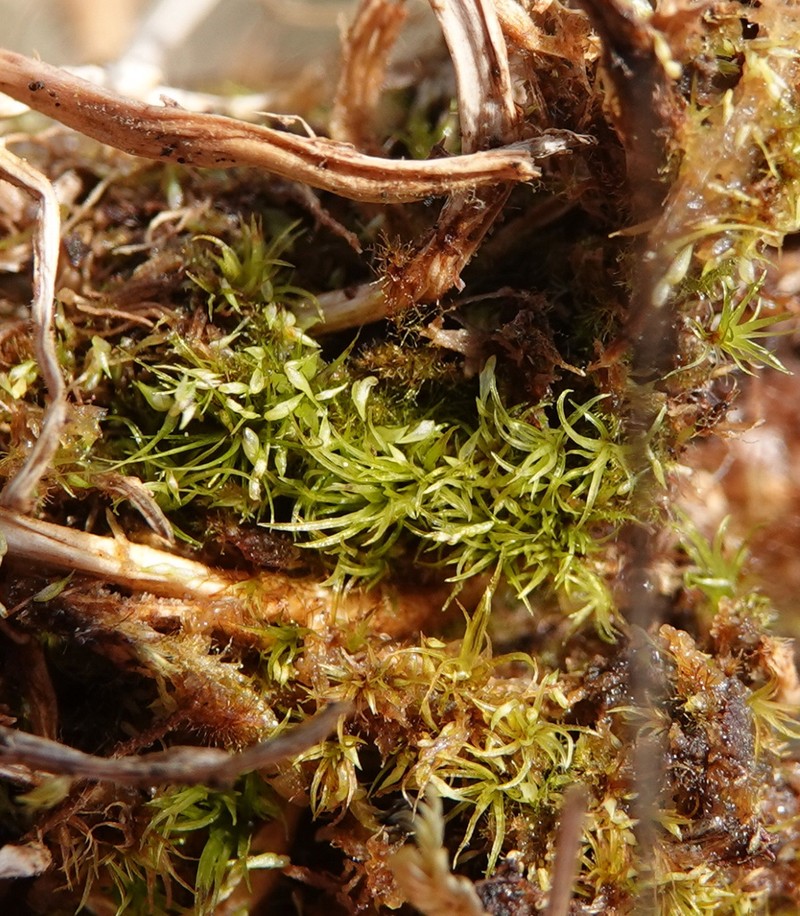 Campylopus Moss photo 7