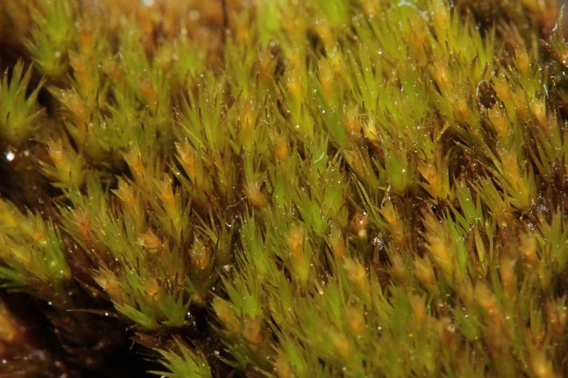 Schimper's Campylopus Moss