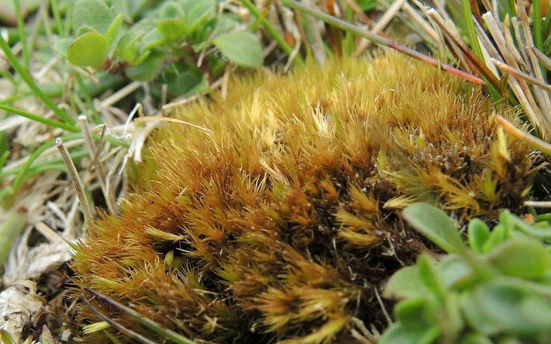 Schimper's Campylopus Moss