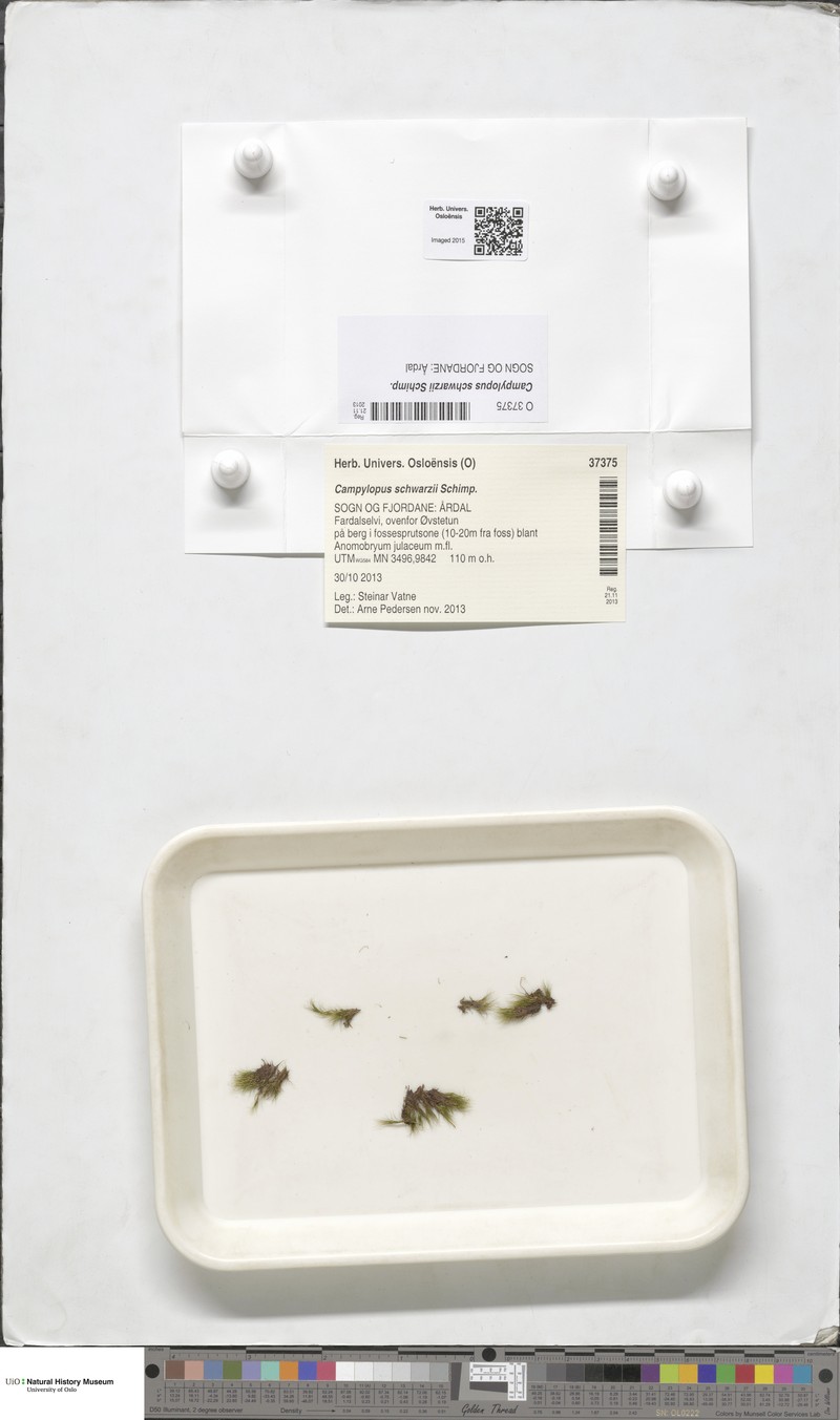 Schwarz's Campylopus Moss