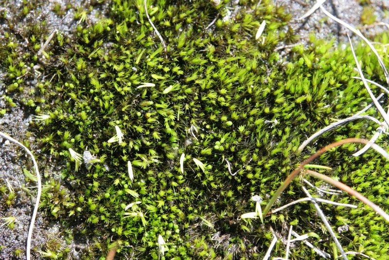 Campylopus Moss