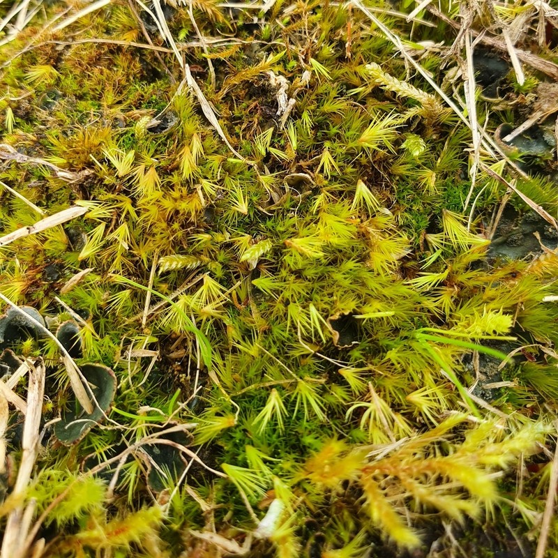 Campylopus Moss