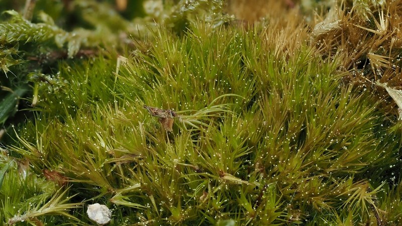 Campylopus Moss photo 2