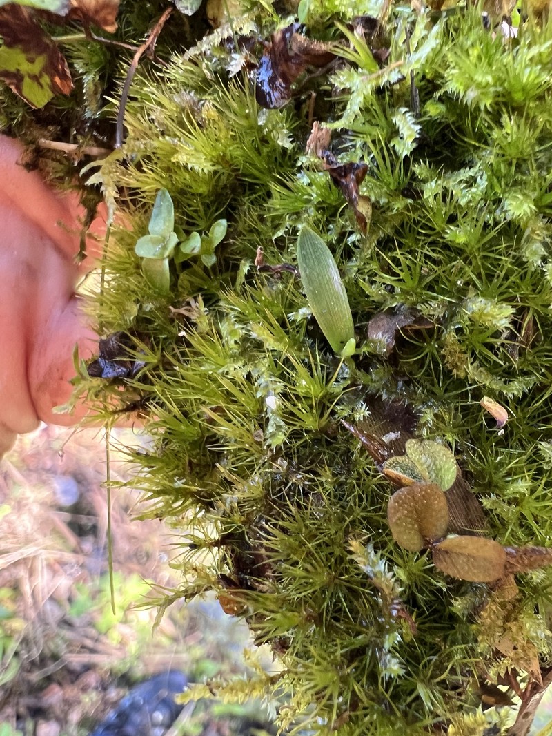 Surinam Campylopus Moss photo 2