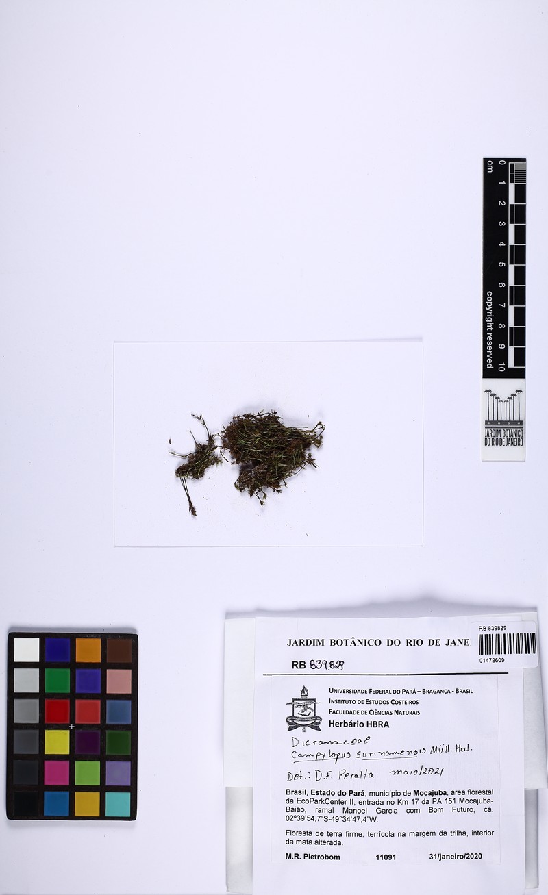 Surinam Campylopus Moss photo 3