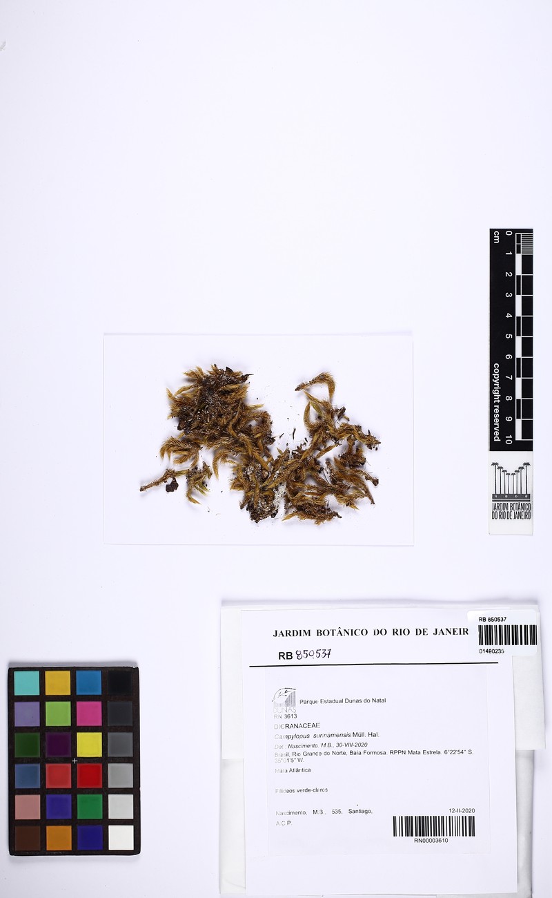 Surinam Campylopus Moss photo 4