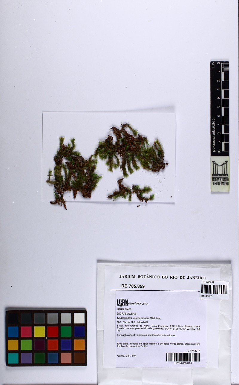 Surinam Campylopus Moss photo 5