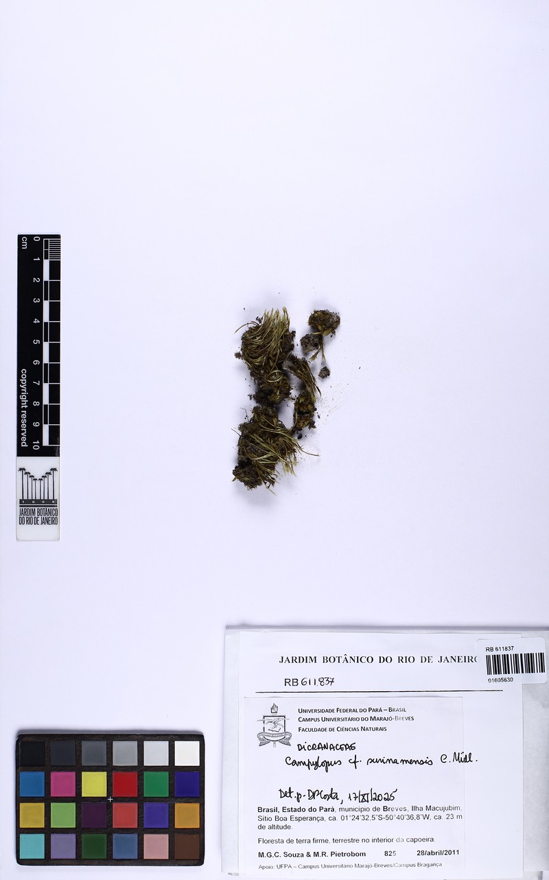 Surinam Campylopus Moss photo 6
