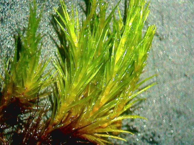 Tallul Campylopus Moss