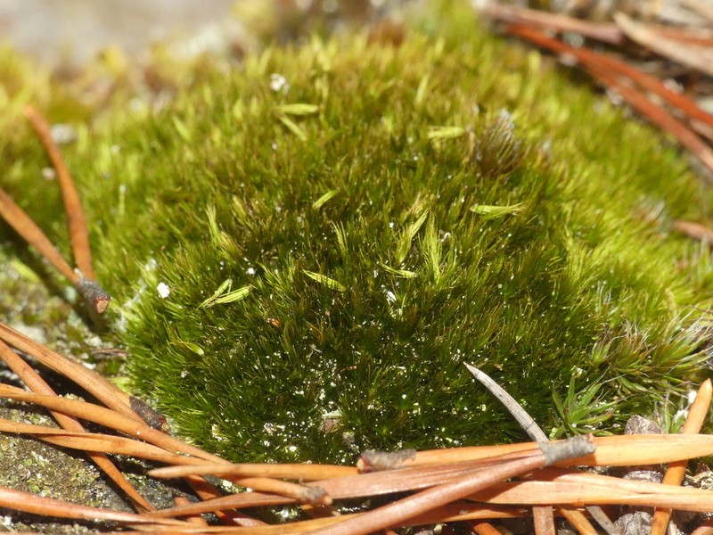 Tallul Campylopus Moss photo 2