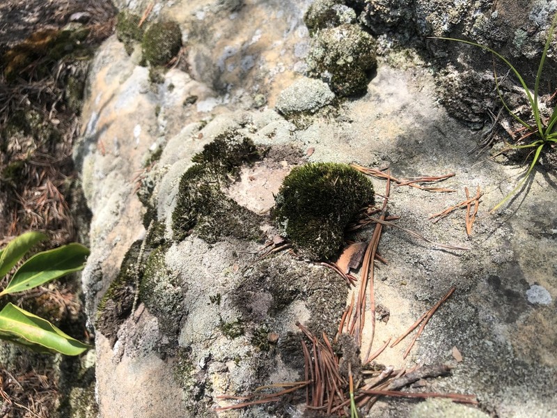 Tallul Campylopus Moss photo 3